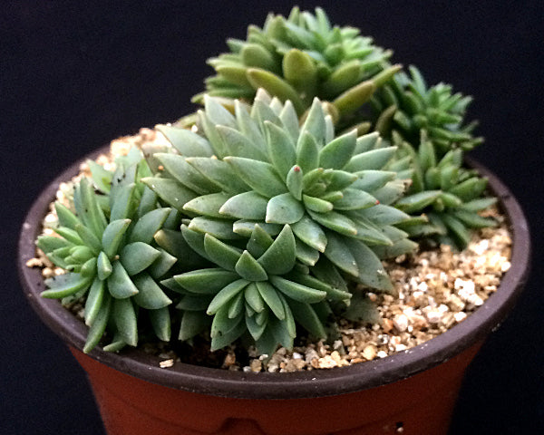 x Graptosedum 'Mediterranean Mystery'