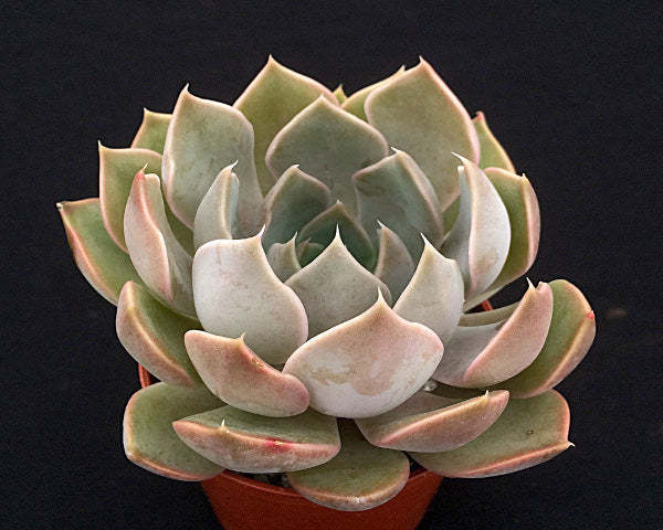 Echeveria 'Mensa'