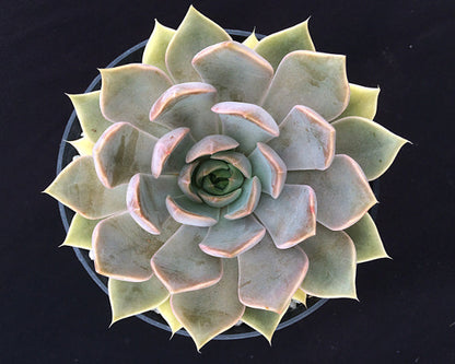 Echeveria 'Mensa'