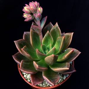 Echeveria 'Meteor'