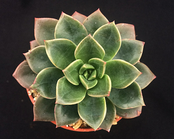 Echeveria 'Meteor'