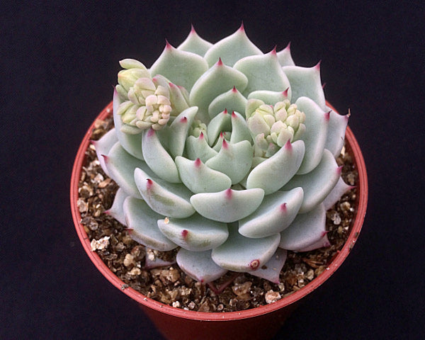 Echeveria mexicensis