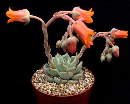 Echeveria mexicensis