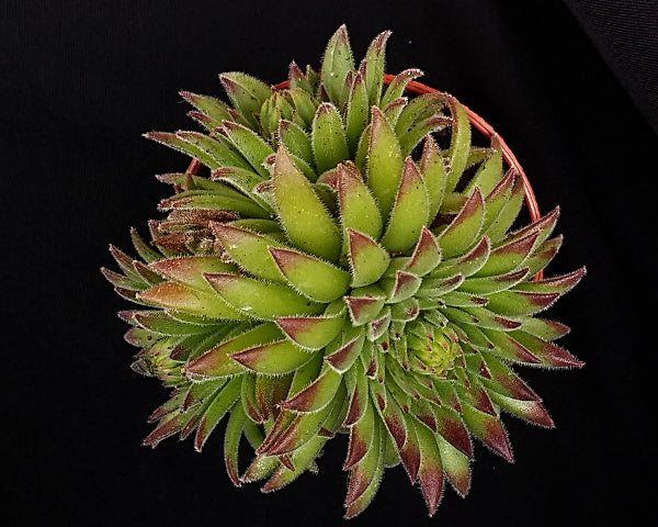 Sempervivum 'Midas'