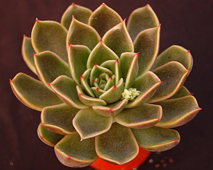 Echeveria agavoides 'Mira'