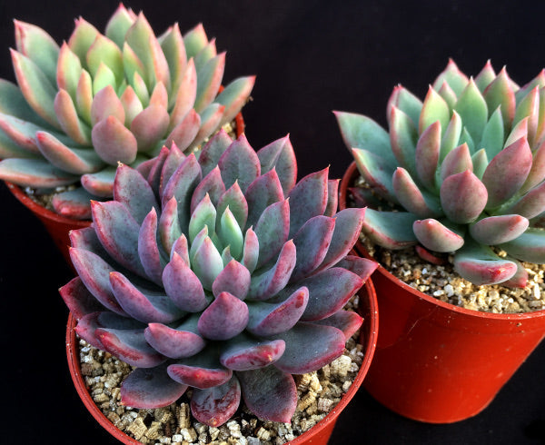 Echeveria 'Moana'