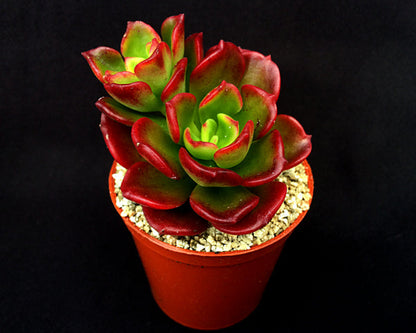 Echeveria multicaulis