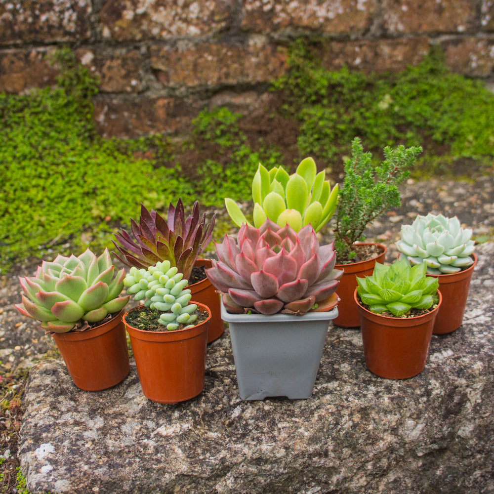 succulents dangwa Mystery Succulent Bundle – Surreal Succulents