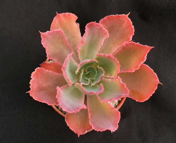 Echeveria 'Neon Breaker'