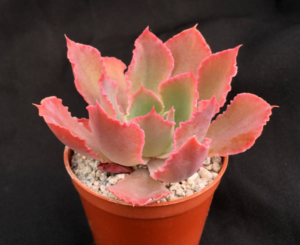 Echeveria 'Neon Breaker'