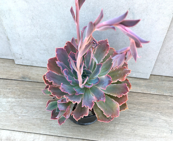 Echeveria 'Neon Breaker'