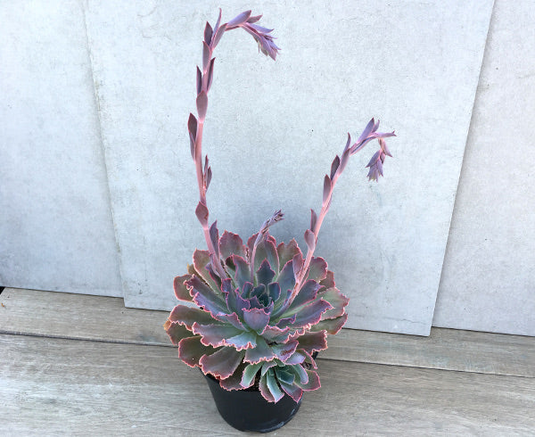 neon breaker succulent Echeveria 'Neon Breaker' – Surreal Succulents