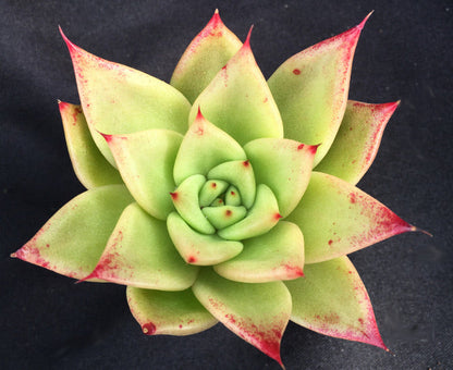 Echeveria agavoides 'New Earth'