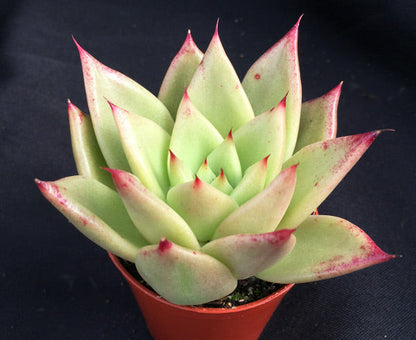 Echeveria agavoides 'New Earth'