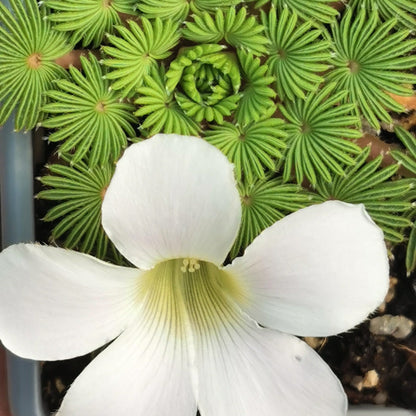 Oxalis palmifrons