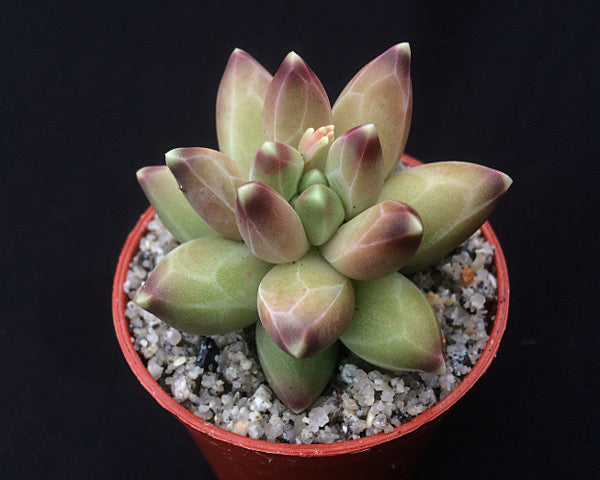 Pachyphytum compactum 'Little Jewel'