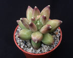 Pachyphytum compactum 'Little Jewel'