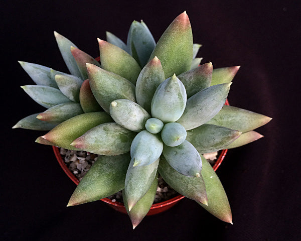 Pachyphytum coeruleum