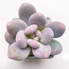 Pachyphytum 'Blue Haze'