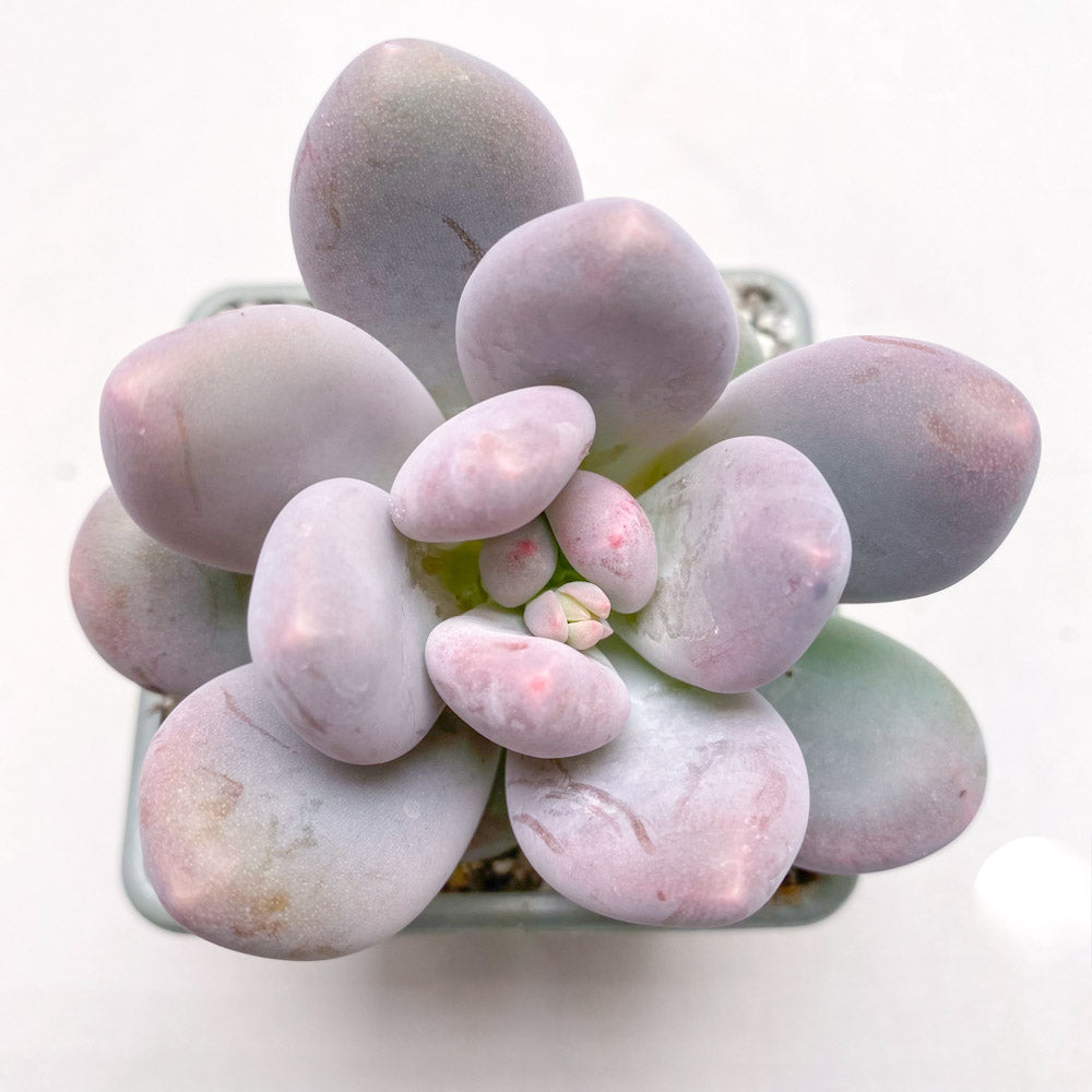 Pachyphytum 'Blue Haze'
