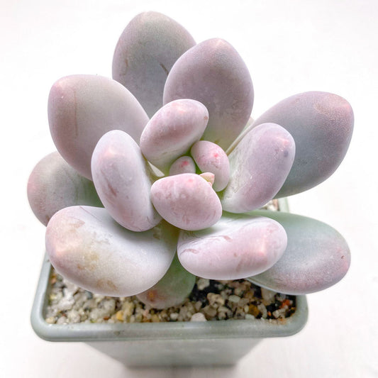 Pachyphytum 'Blue Haze'