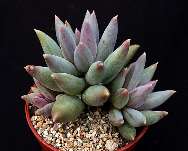 Pachyphytum coeruleum