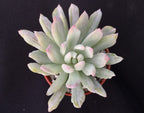 x Pachyveria 'Scheideckeri Albocarinata'