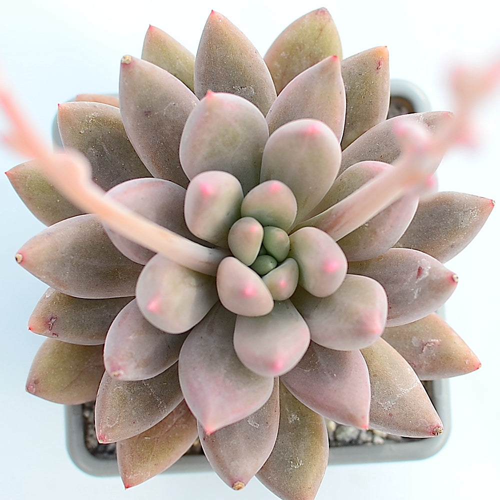 x Pachyveria 'Angel's Finger'