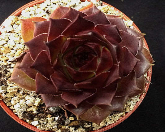 Sempervivum 'Pacific Purple Shadows'