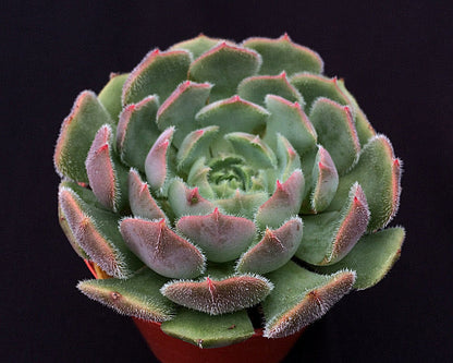 Echeveria 'Pastel Rose'