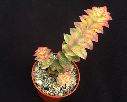 Crassula perforata variegata