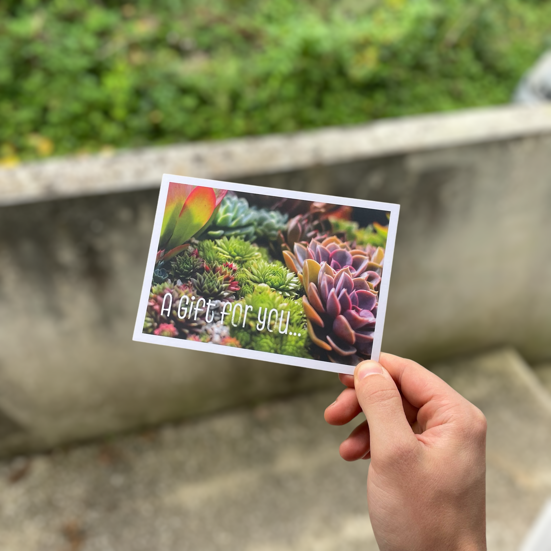 succulent plant gifts uk Surreal Succulents Gift Card via Post