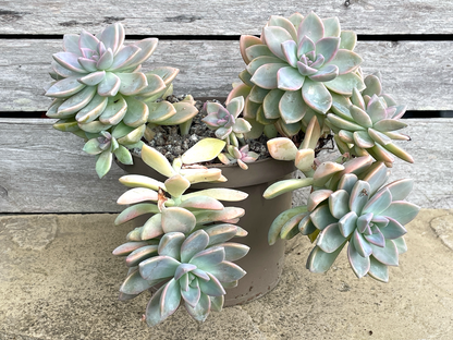 x Graptosedum 'Ghosty'