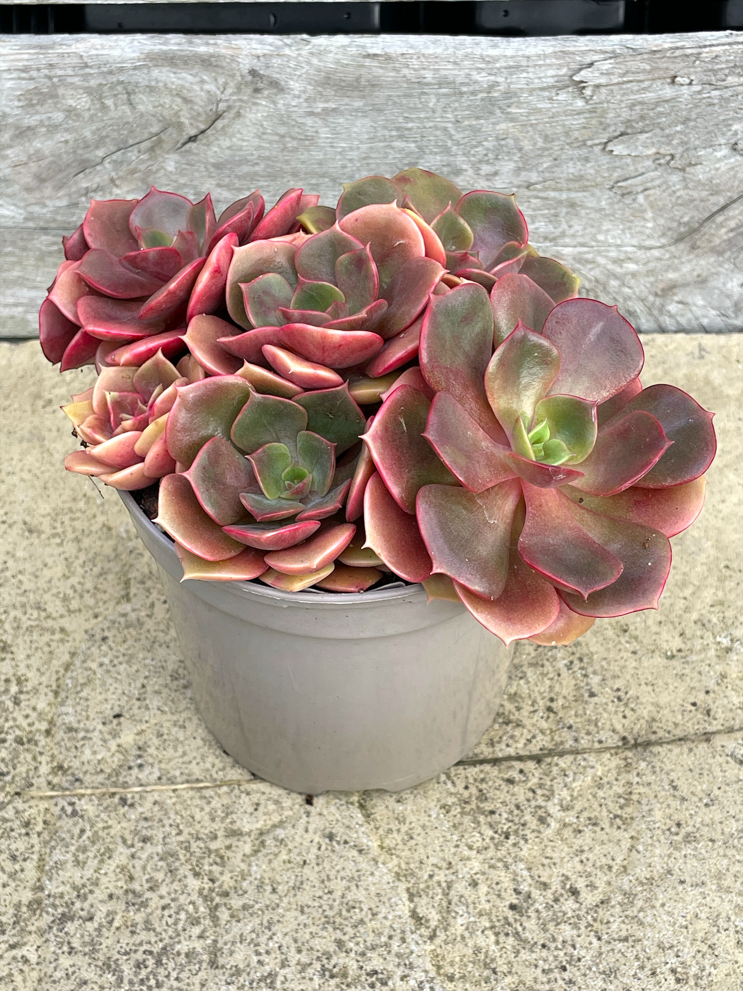 Echeveria 'Zestar'