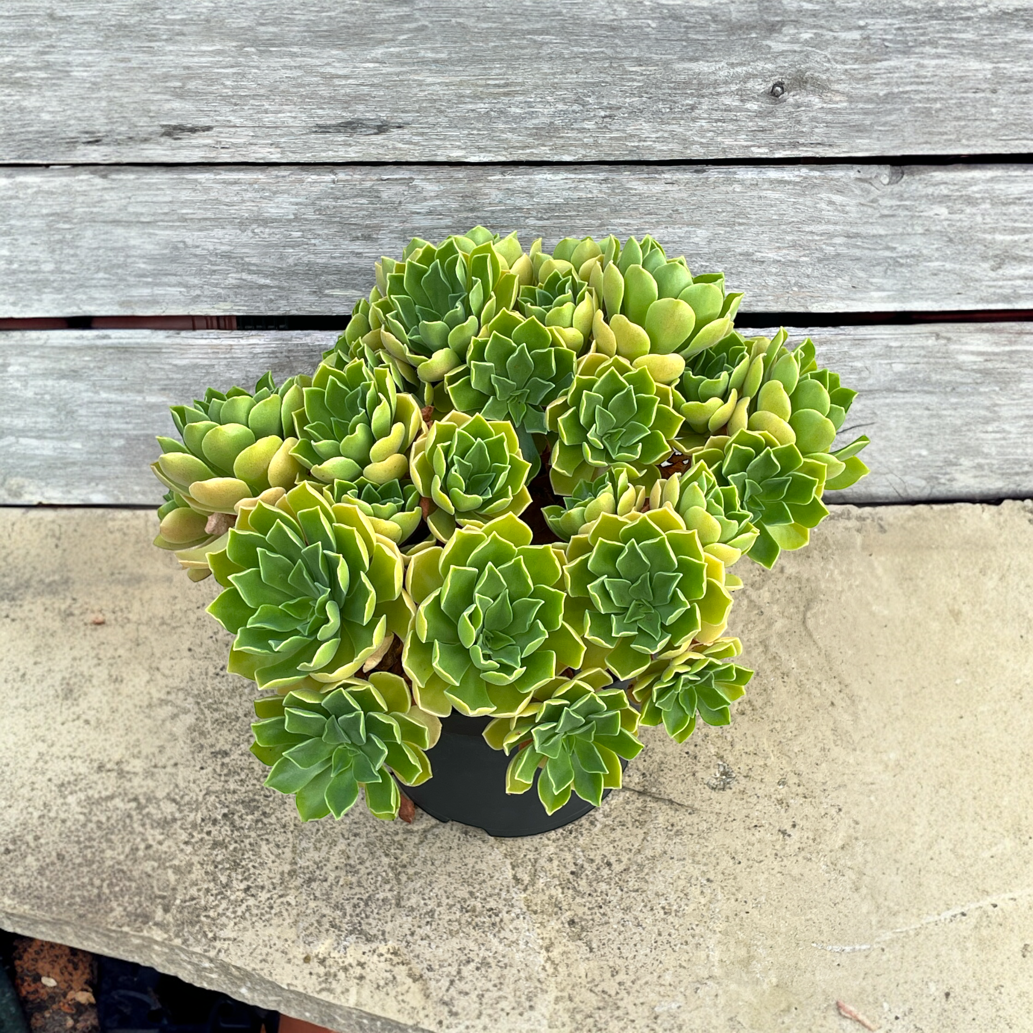 Aeonium 'Goblin'