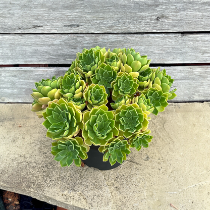 Aeonium 'Goblin'