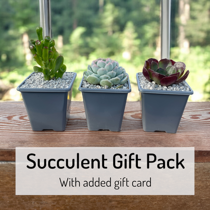 Succulent Gift Pack