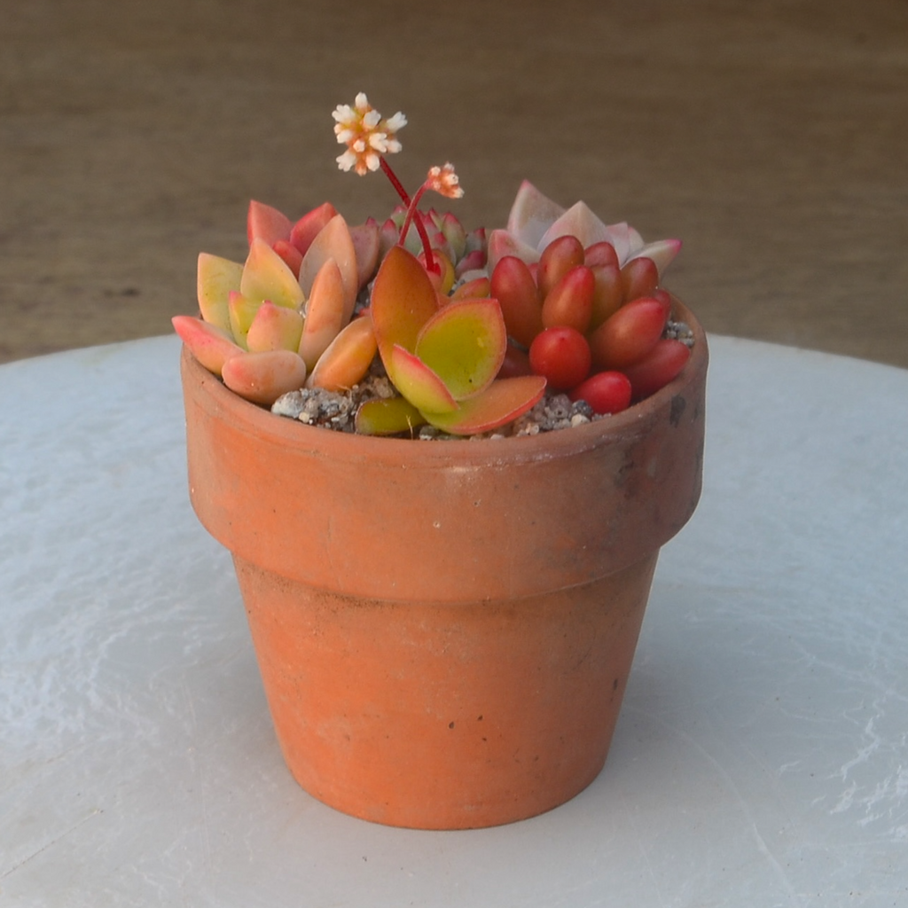 Mini Rustic Vintage Terracotta Pot Kit