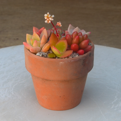 Mini Rustic Vintage Terracotta Pot