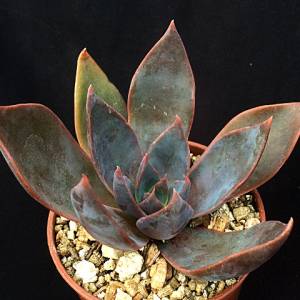 Echeveria 'Phyllis Collis'