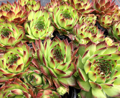 Sempervivum 'Pine Cone'