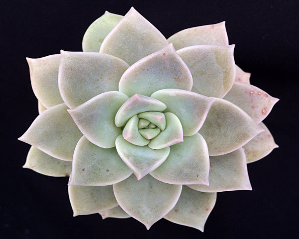 x Graptoveria 'Pistachio'