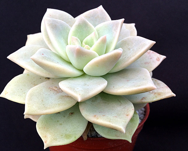 x Graptoveria 'Pistachio'