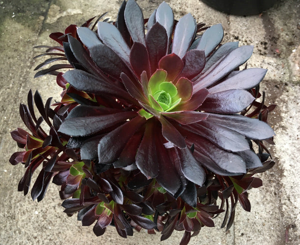 Aeonium 'Poldark'