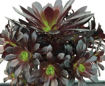 Aeonium 'Poldark'