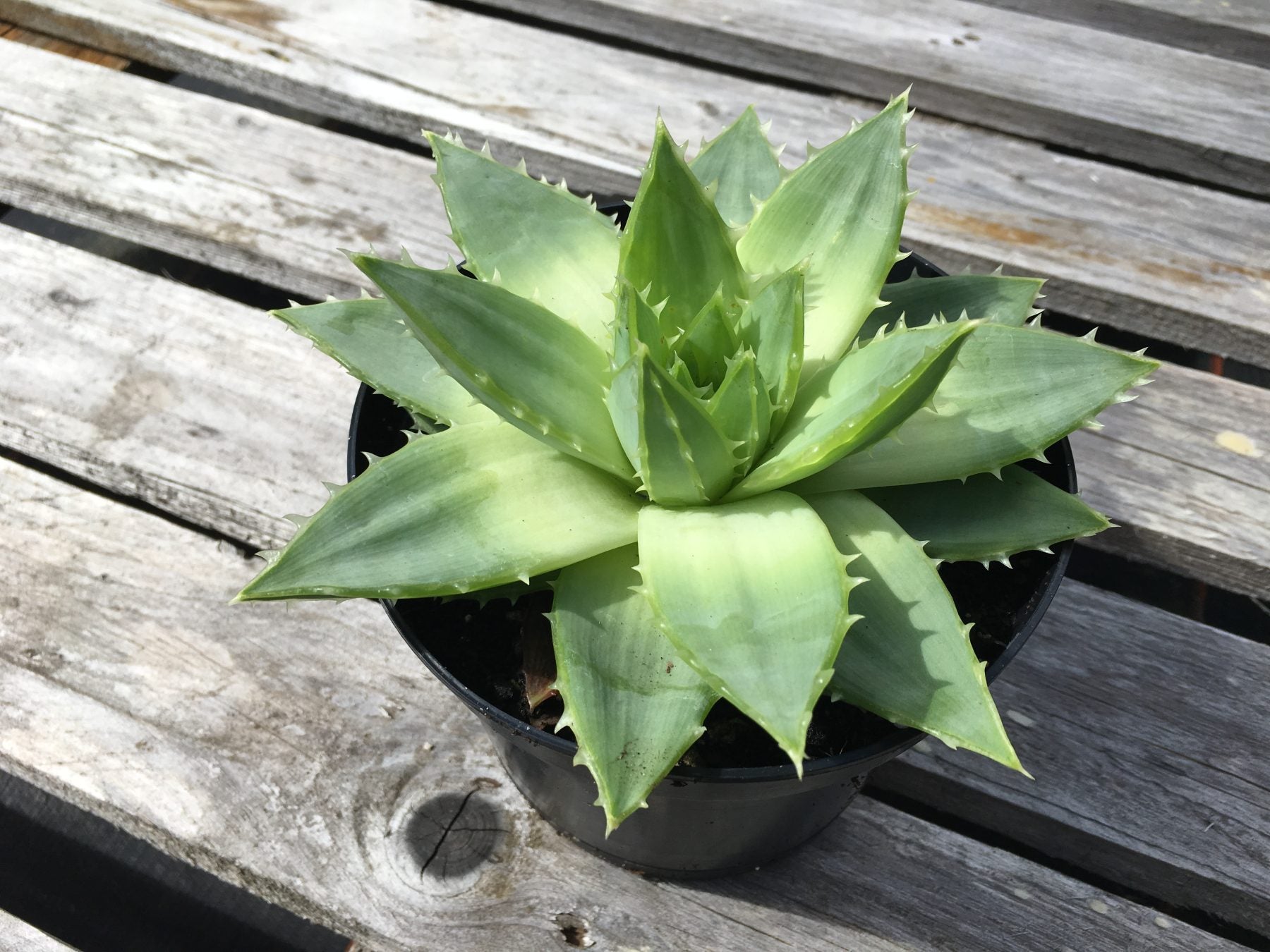 Aloe polyphylla 'Spiral Aloe'