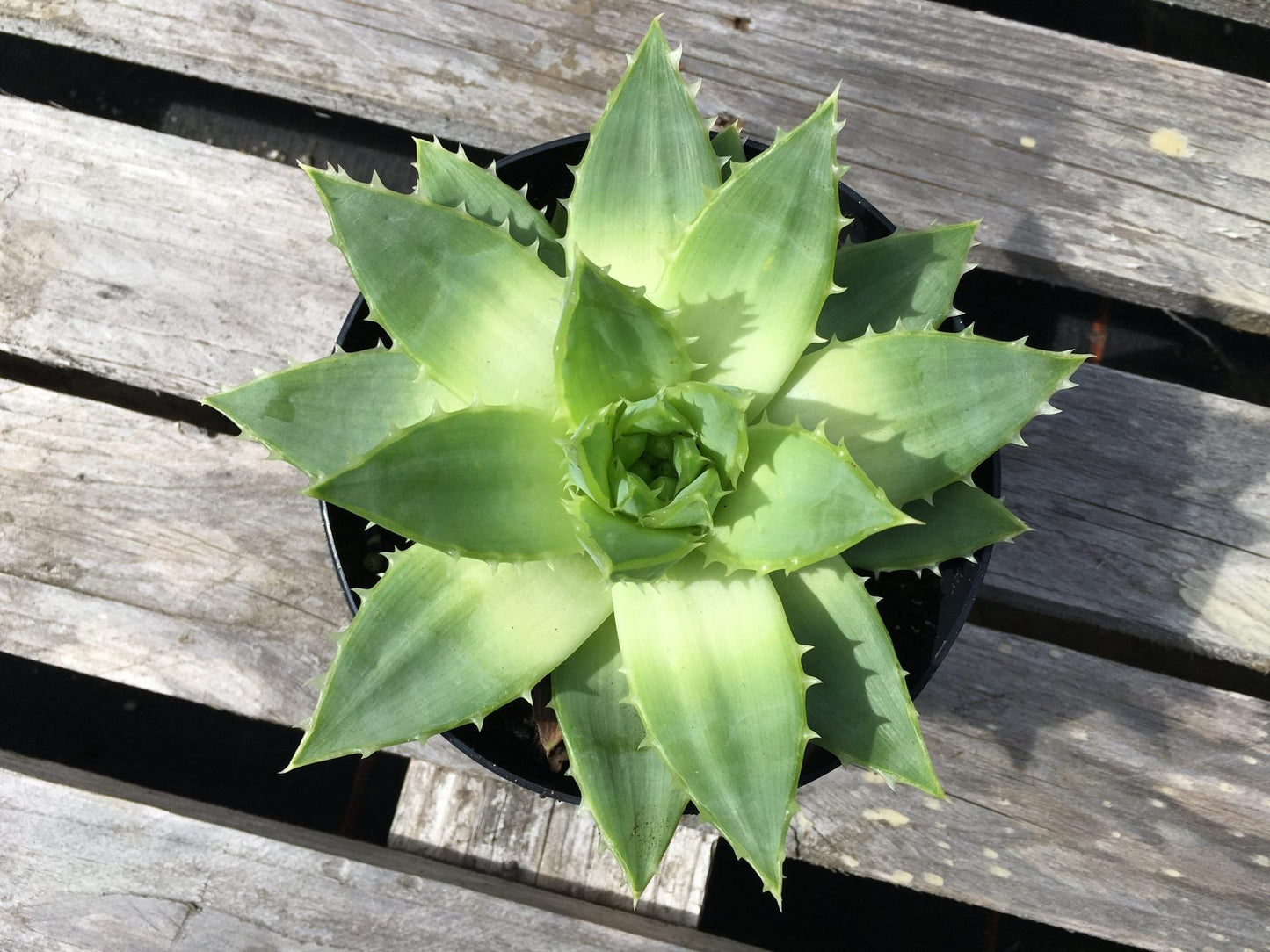 Aloe polyphylla (Spiral Aloe)