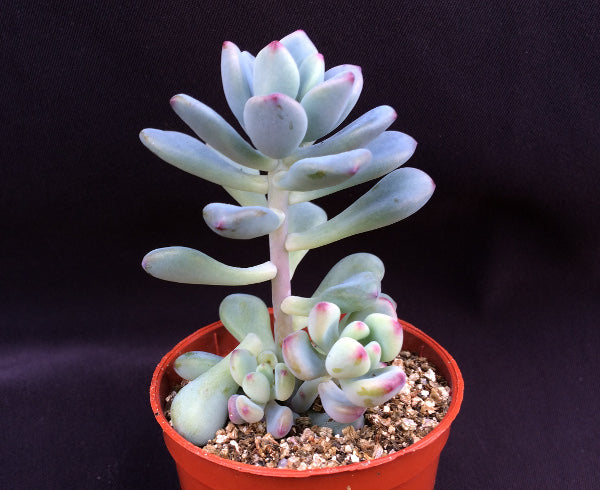 Sedum commixtum 'Comic Tom’