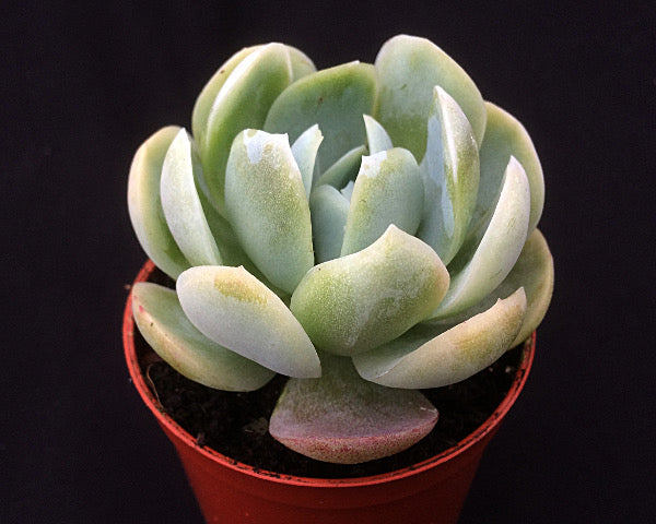 Echeveria potosina