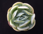 Echeveria potosina